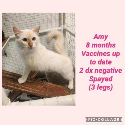 Amy