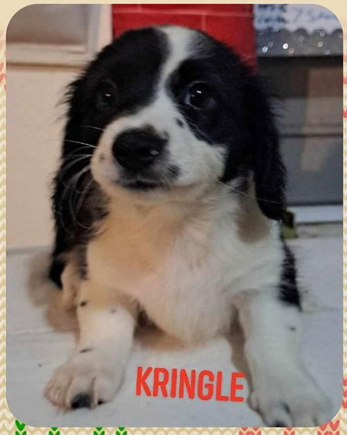 Kringle