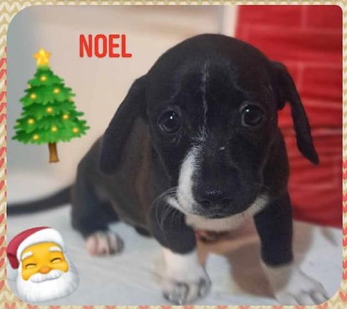 Noel