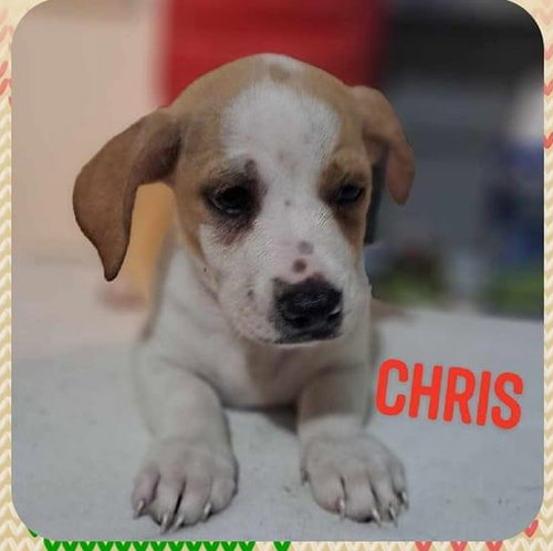 Chris