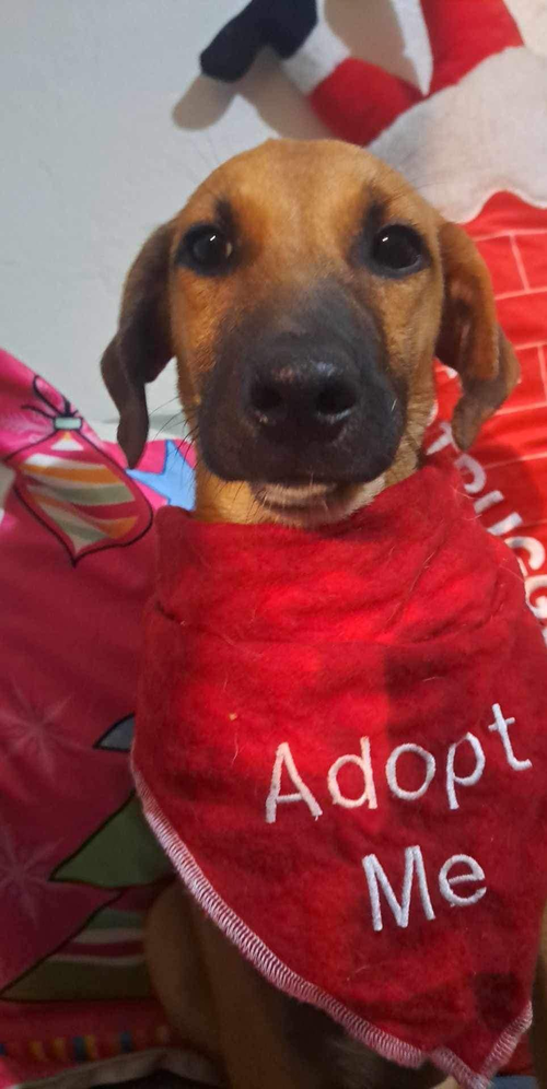 Annie
