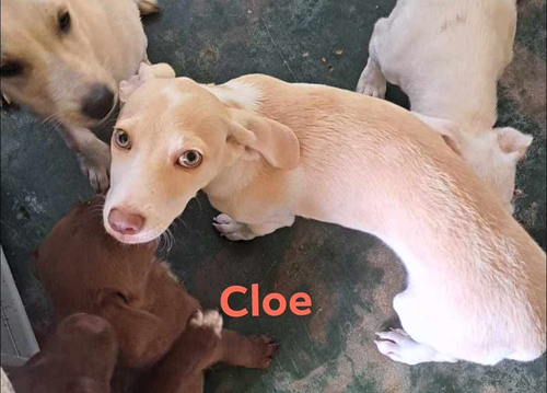 Cloe (9th chi)