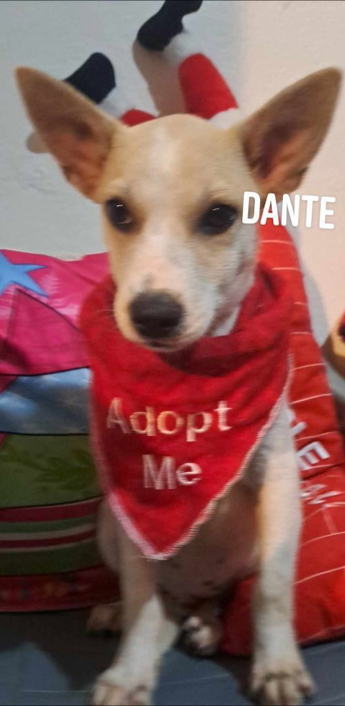 Dante