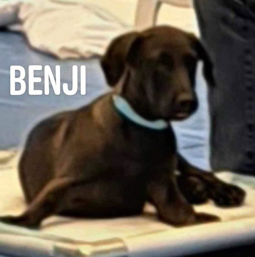 Benji