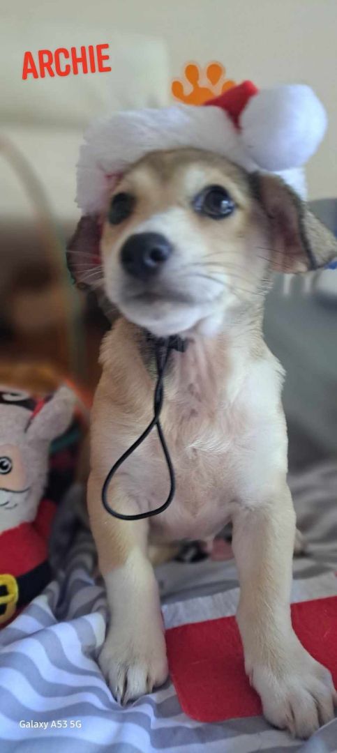 Archie
