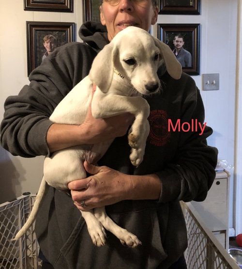 Molly