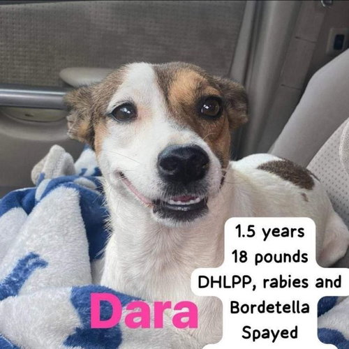 Dara
