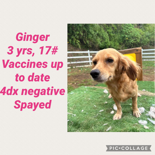 Ginger