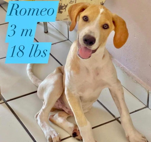 Romeo/Finn