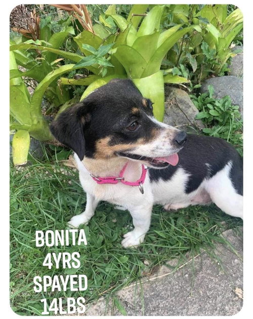 Bonita