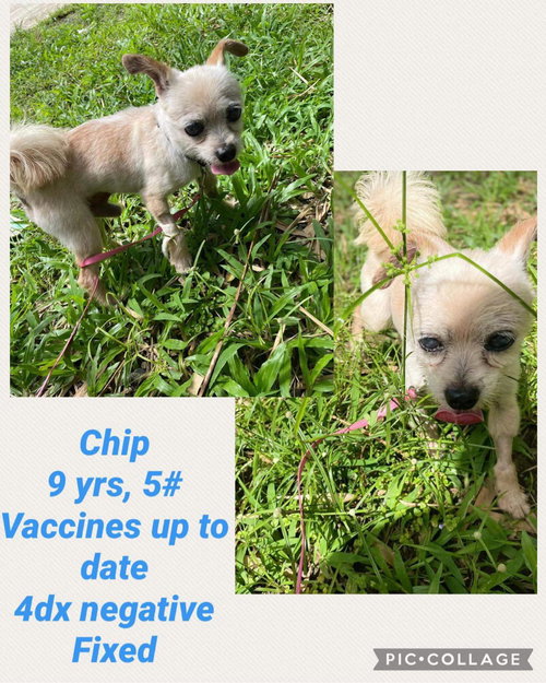 Chip