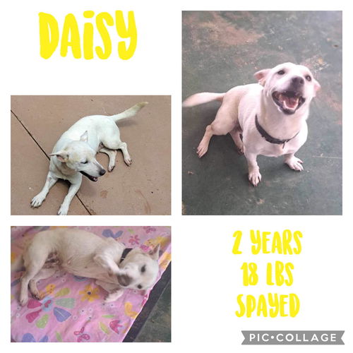 Daisy