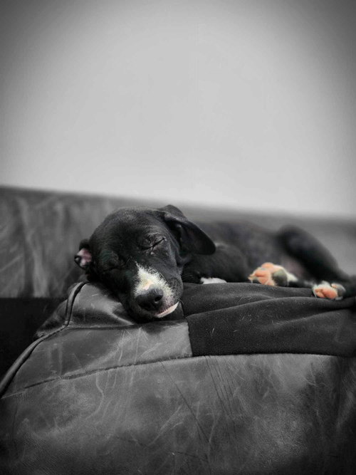 Roo