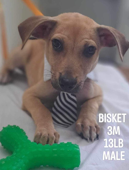 Bisket