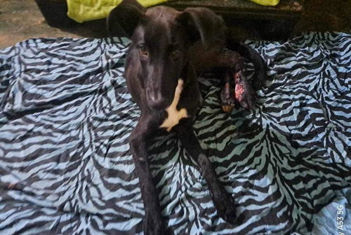 Ruger