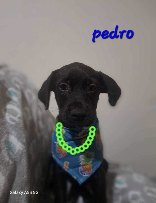 Pedro/Rico