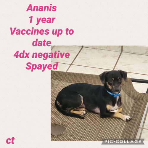 Ananis