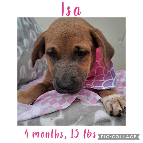 Isa/Keka