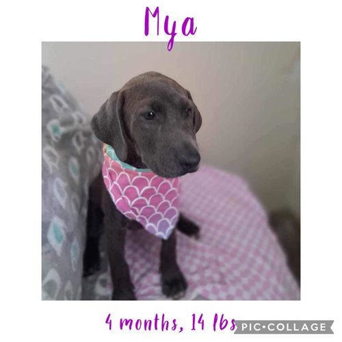 Mya