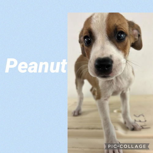 Peanut