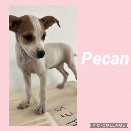 Pecan