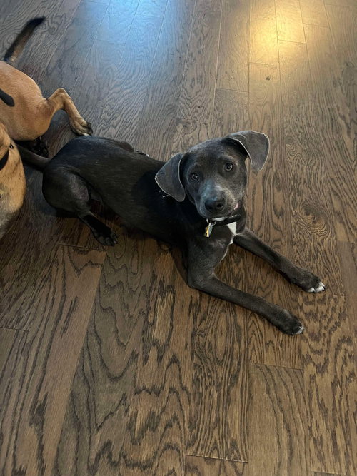 Auggie