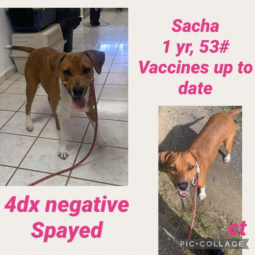 Sacha