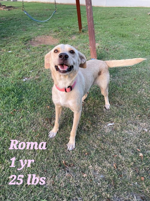 Roma