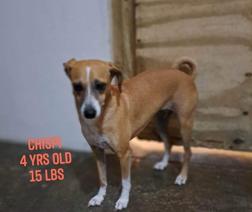 Chispa/Chia