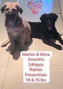 Mora/Alaina Louise