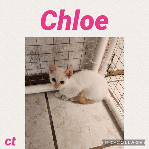 Chloe