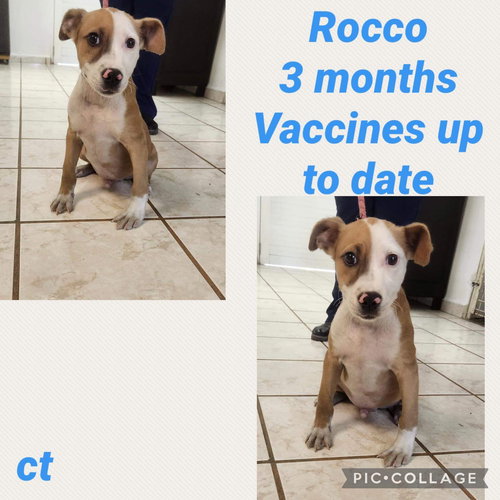Rocco