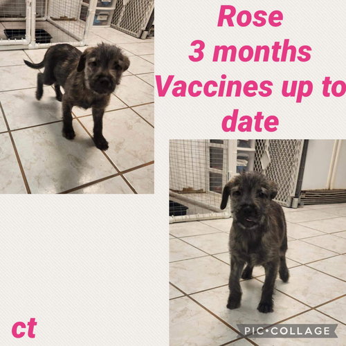 Rose/Noodles