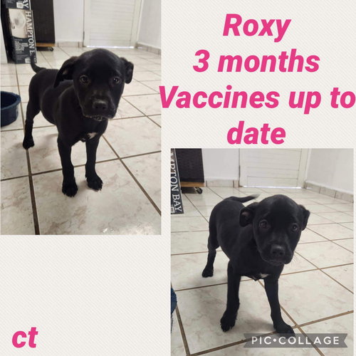 Roxy
