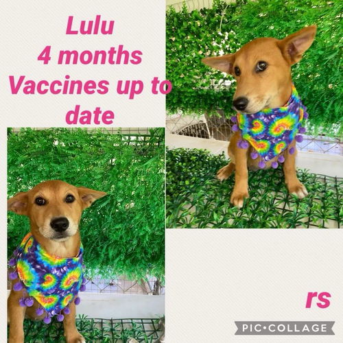 Lulu