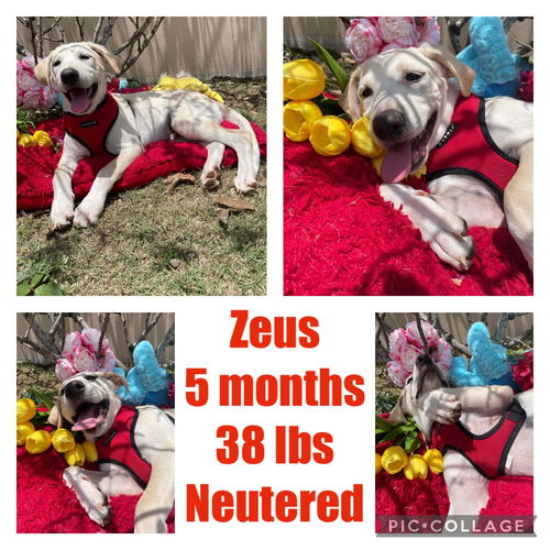 Zeus