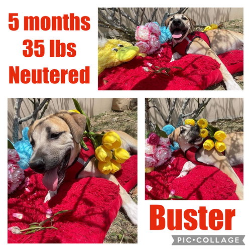 Buster