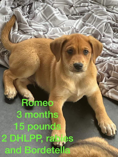 Romeo