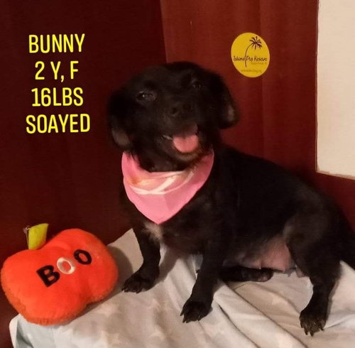 Bunny