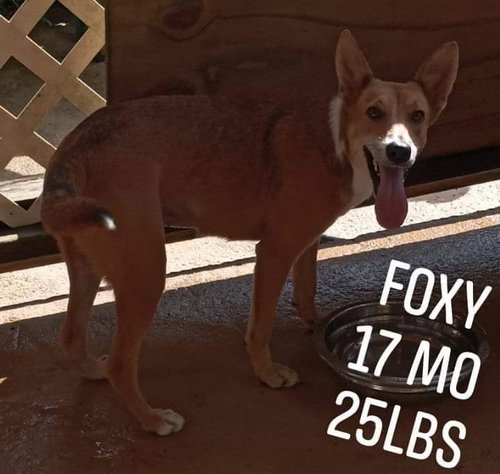 Foxy