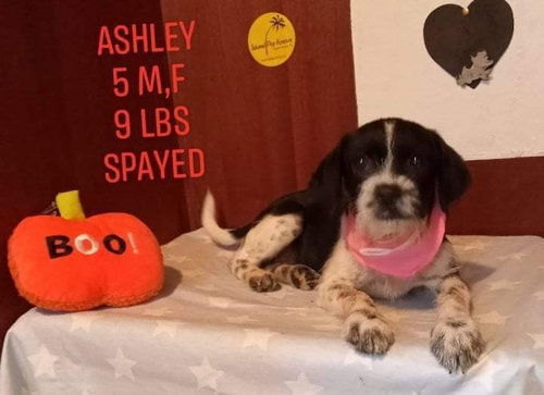 Ashley/Dottie