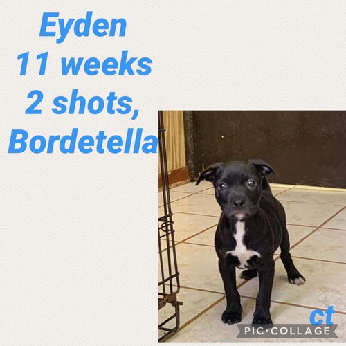 Eyden