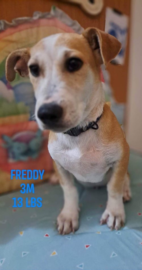 Freddy