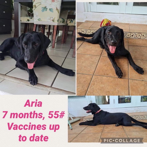 Aria