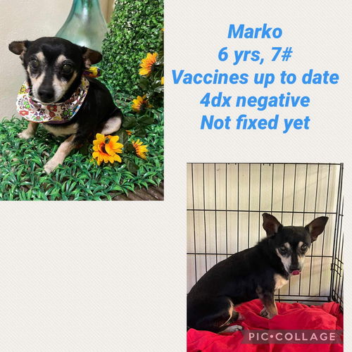 Marko