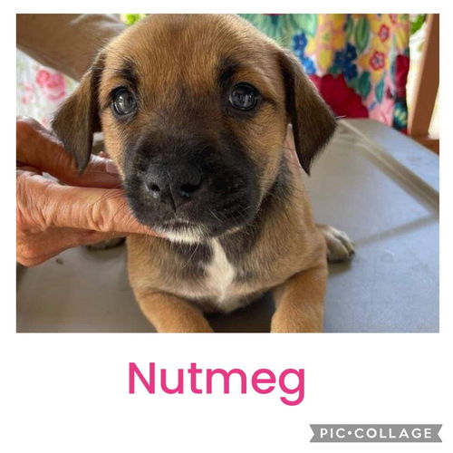 Nutmeg