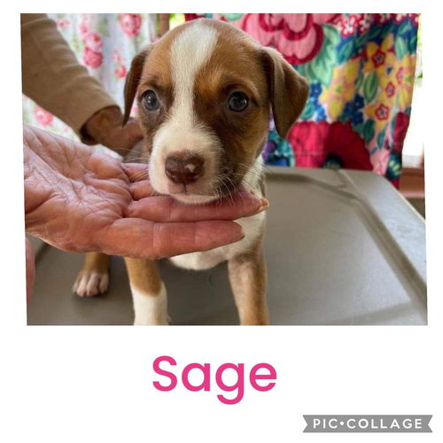 Sage