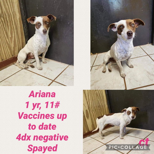Ariana