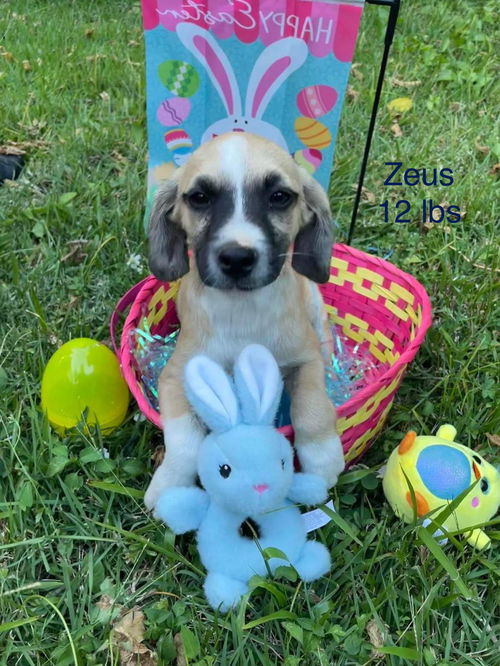 Zeus