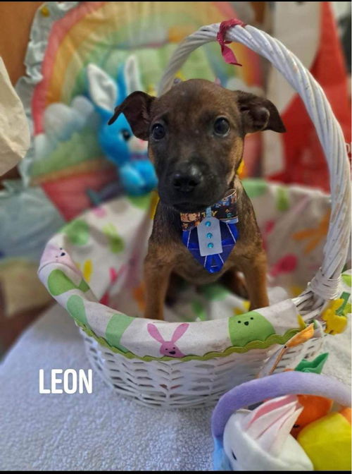 Leon